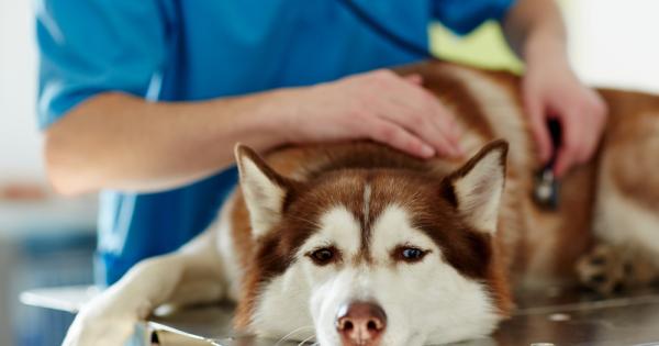 Всяка година повече от 6 милиона кучета и котки са