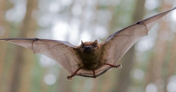 Група учени от Китай и Австралия откриха у прилепи коронавируса