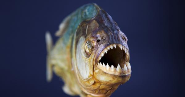 Пираните (Serrasalminae) са подсемейство всеядни сладководни риби от семейство Пиранови