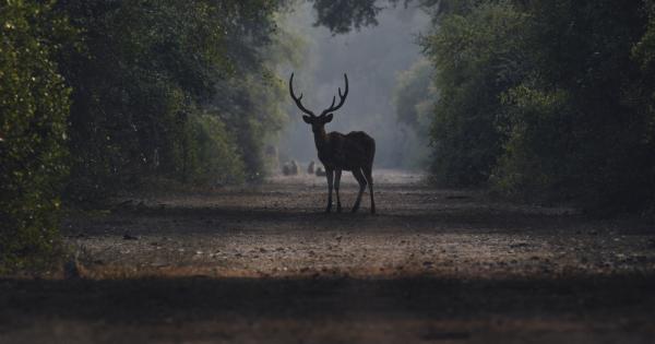Животните имат чувства имат страхове имат радости и болки Животните