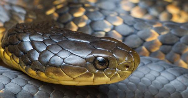 Черепите на змиите могат да еволюират само в рамките на