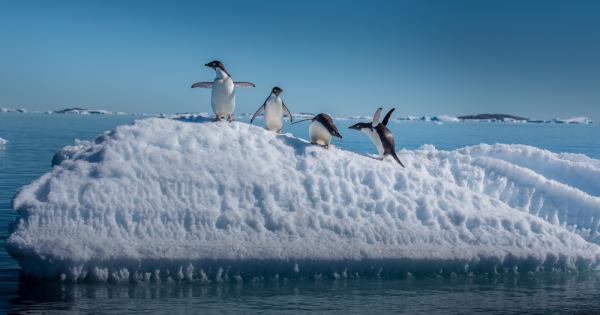 Изследователи от Британската антарктическа служба BAS откриха микропластмаса в снега