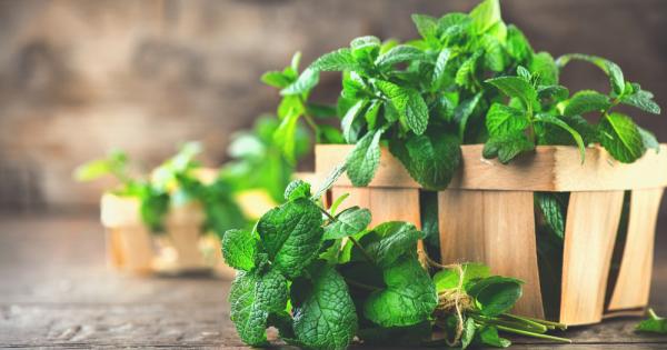 Британско изследване установи че ароматът на мента намалява агресивното поведение