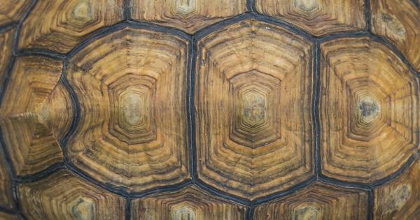 Археолози се натъкнаха на останките на една наистина праисторическа гигантска костенурка от