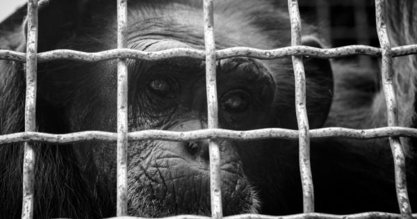 Противоречиво научно изследване провокира дебат за опитите върху животни, предаде