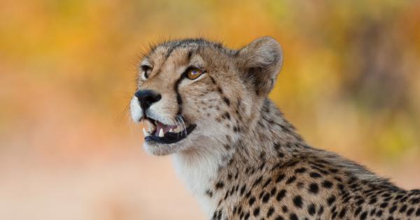 Двойка намибийски гепарди бяха пуснати на свобода сред природата в