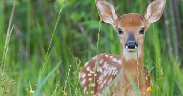 Колкото и изненадващо да звучи почти никой горско животно не