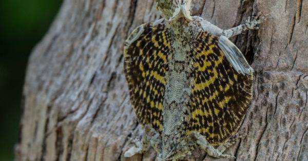 Единствените летящи гущери в света са Летящите дракони Това е вид