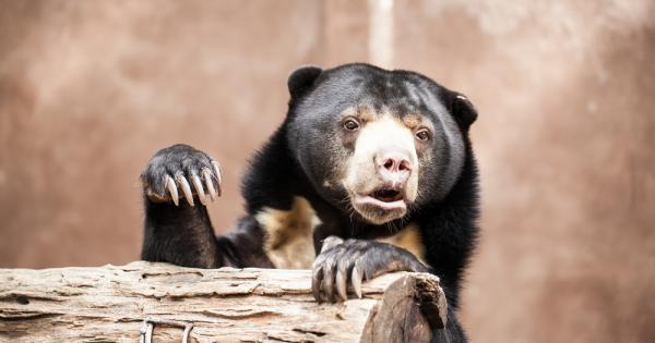 Малка мечка Звучи като оксиморон Но всъщност съществува такова чудо