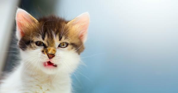 Както без съмнение знаете котките са опитомени от човека преди