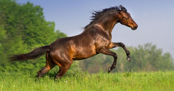 Вероятно ще се изненадате от факта че един кон има