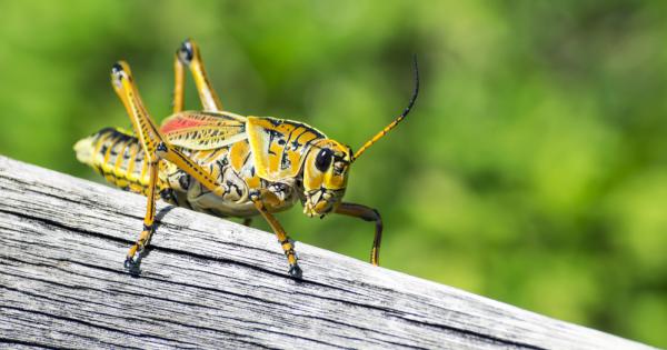 Един млад мъж се разхождал със свой приятел индианец по