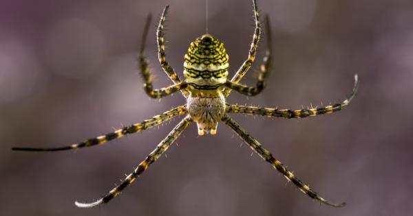 Тези представители на паякообразните често присъстват в кошмарите на хората