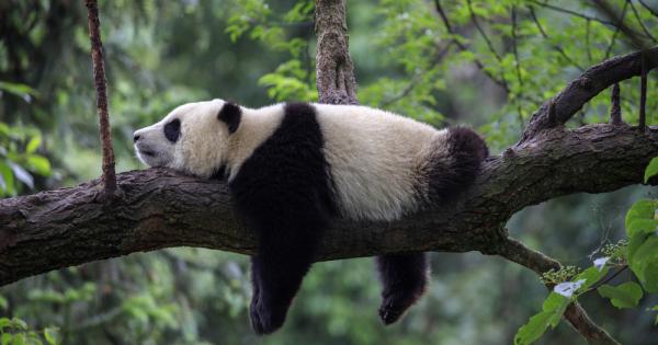 Зоолози успяха за изяснят как гигантските панди оцеляват на вегетарианската