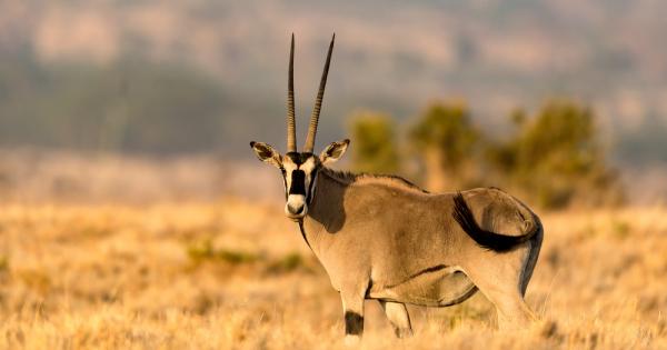 Под силното африканско слънце често става непоносимо горещо и не