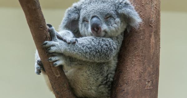 Тези които за пръв път чуват звуците издавани от коалите често