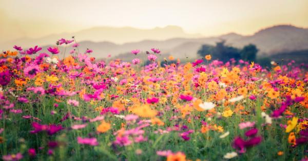 На една зелена поляна растяло нежно и красиво Цвете То било