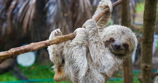 Ленивците са бавноподвижни дървесни бозайници разпространени в тропическите гори на
