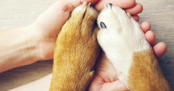 Според проучванията собствениците на кучета много често обичат повече домашния