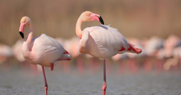 Розовото фламинго е най големият вид фламинго Със сигурност сте го