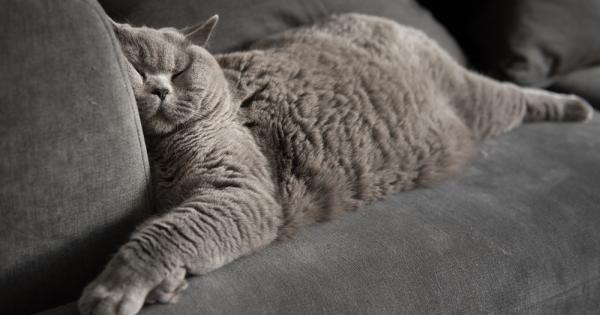 Едно от най любимите неща на света за котката е да