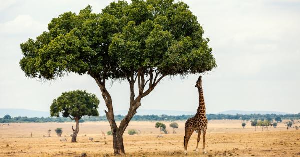 Благодарение на задълбочено проучване на вратни прешлени на родственик от