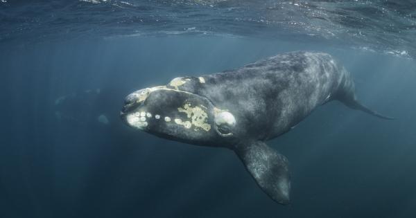 Застрашен вид кит е изгубил два процента от популацията си