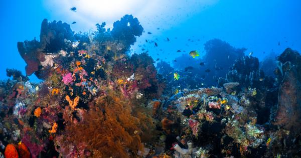 Под тюркоазените води край бреговете на Австралия се таи едно