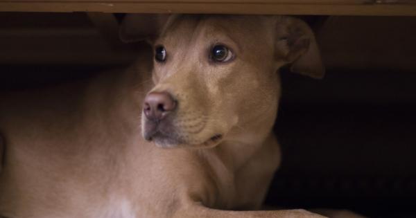 Когато домашният ви любимец е разтревожен или уплашен е не