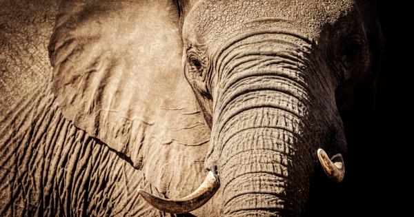 Тарга най възрастният слон в германската зоологическа градина в Аугсбург почина на