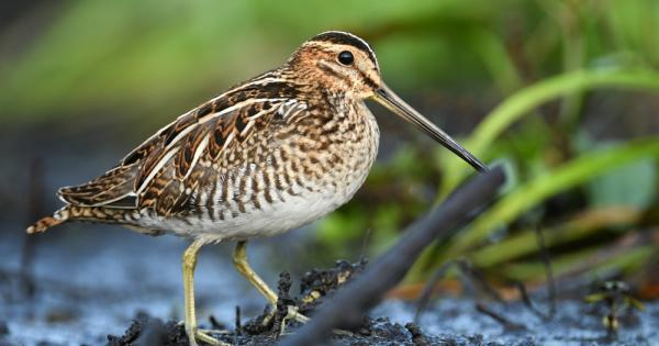 На 14 октомври BirdLife International публикува Европейския червен списък на птиците за 2021