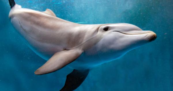 Американски учени установиха че делфините притежават слонска памет Оказва се