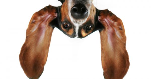 Дългите уши и тъжният поглед на породата Басет няма да