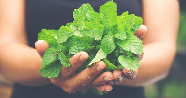 Преди да съществуват аптеките предците ни са лекували всички болести