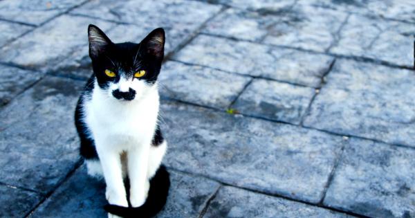 Всички сме виждали поне една котка с хитлерови мустачки
Причината за