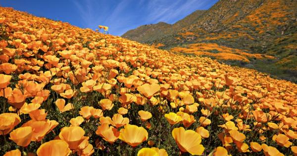 Пустинният пейзаж на Южна Калифорния се изпъстри с хиляди оранжеви