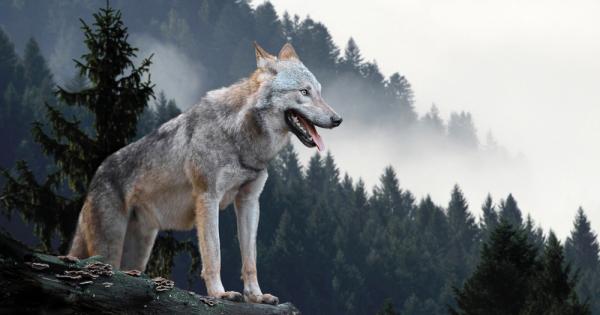 Някога вълците са се срещали изключително чество в американския парк