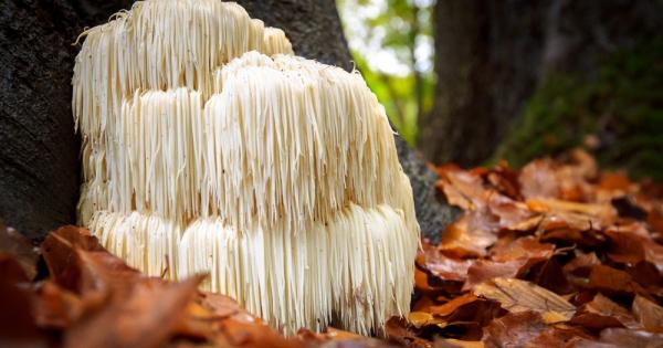 Изследователи от Университета на Куинсланд откриха активното съединение от ядлива