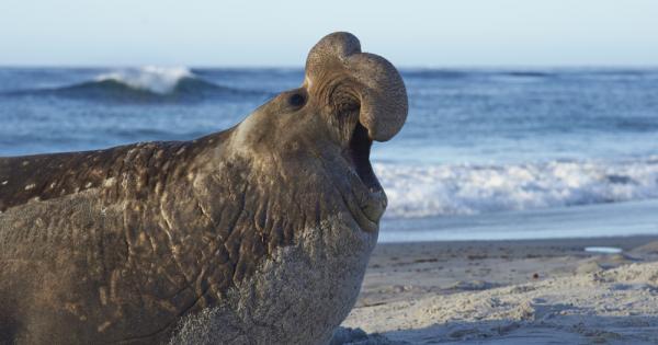 Южният или антарктически морски слон Mirounga leonina е един от