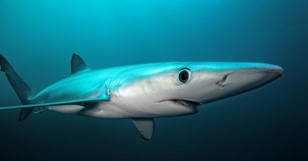 Много Истина е че дори една капчица кръв в открито