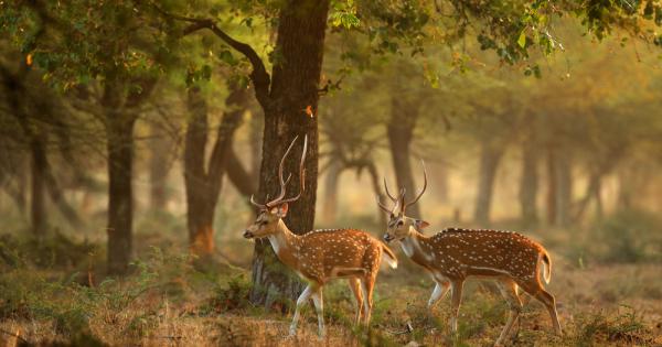 В ХXI век търсенето на диви животни и на продукти