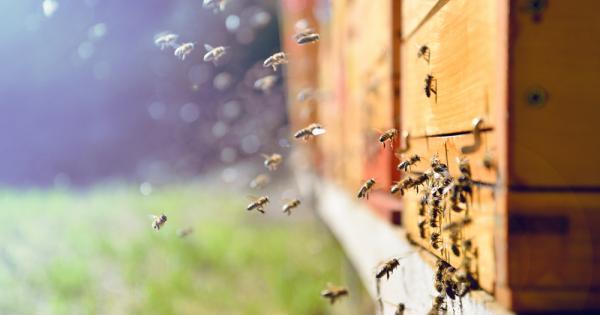 Медоносните пчели се ориентират към дома си като съхраняват в