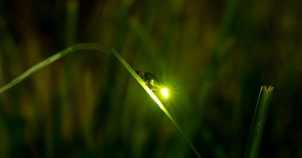 Всяка година в края на юни и през по голямата част