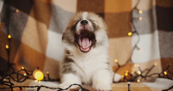 Кучетата прихващат прозявката само по звука – особено когато се