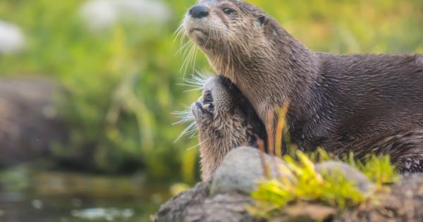 Човечеството е унищожило 68 от популациите на бозайници птици земноводни