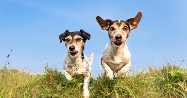 Италиански учени забелязаха че кучетата различават какво е емоционалното състояние