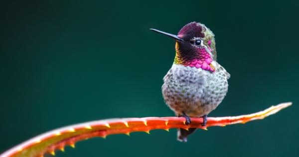 Колибрито може да види до 5 цвята които ние хората