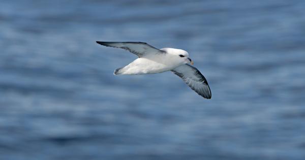 Учените отдавна знаят че морските птици поглъщат микропластмаса като я