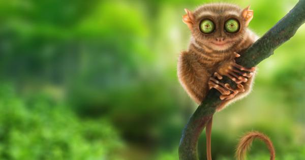 Дългопетите са род примати от семейство Дългопетови Tarsiidae Отличават се