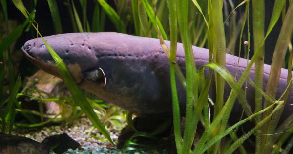 Посетителите на аквариума на Тенеси могат да видят една наистина